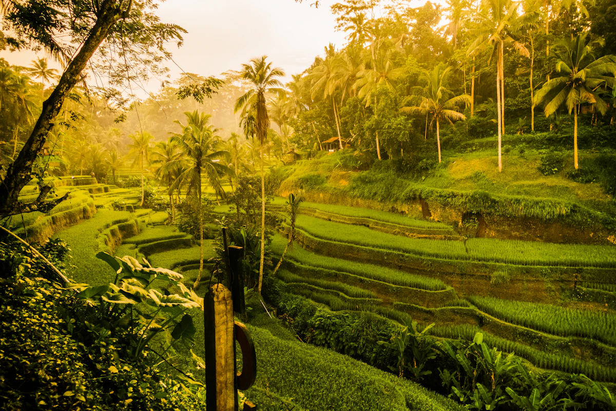 Guided Pererenan Subak Heritage & Organic Farm Walk