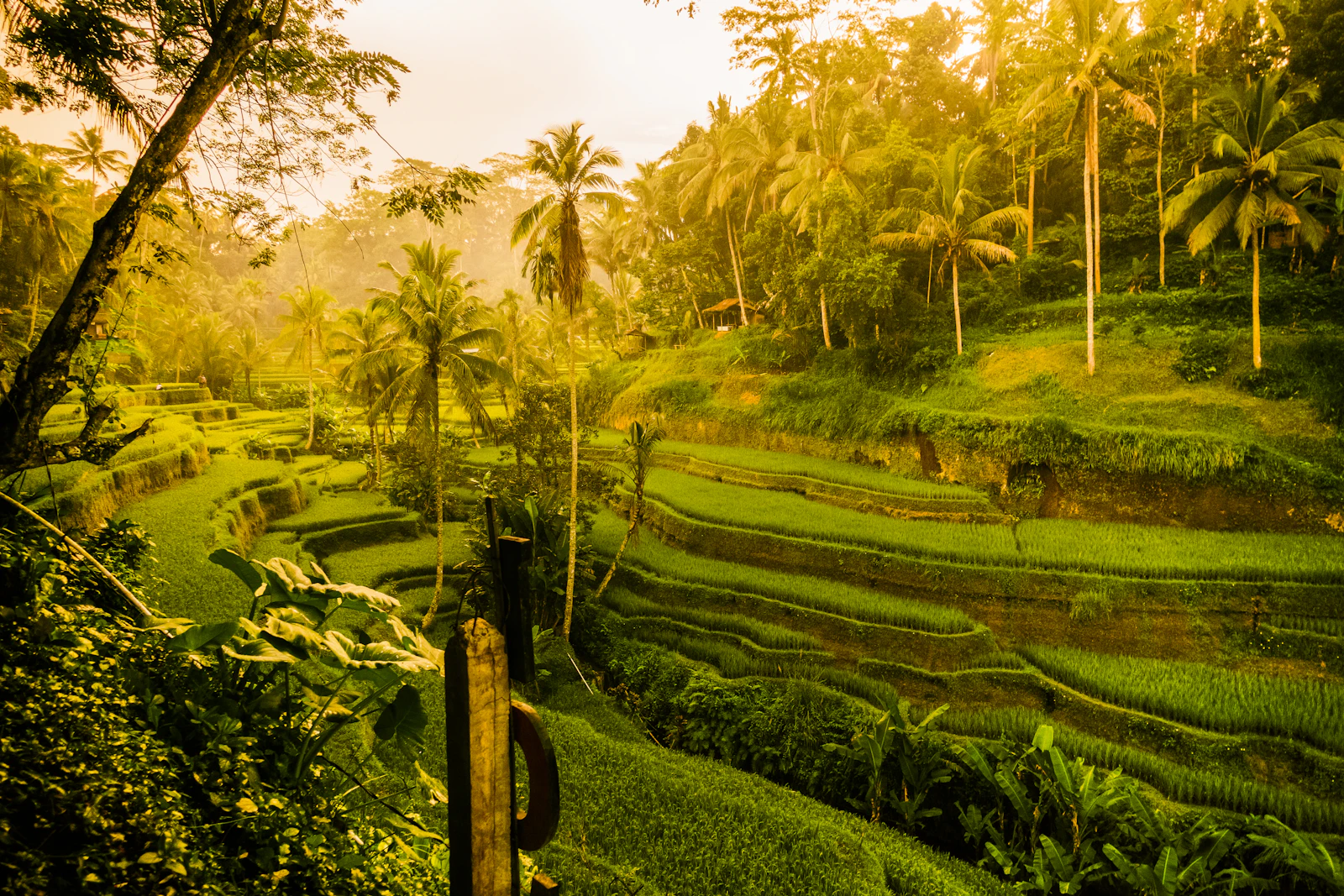 Bali Expert Guide Curated Search