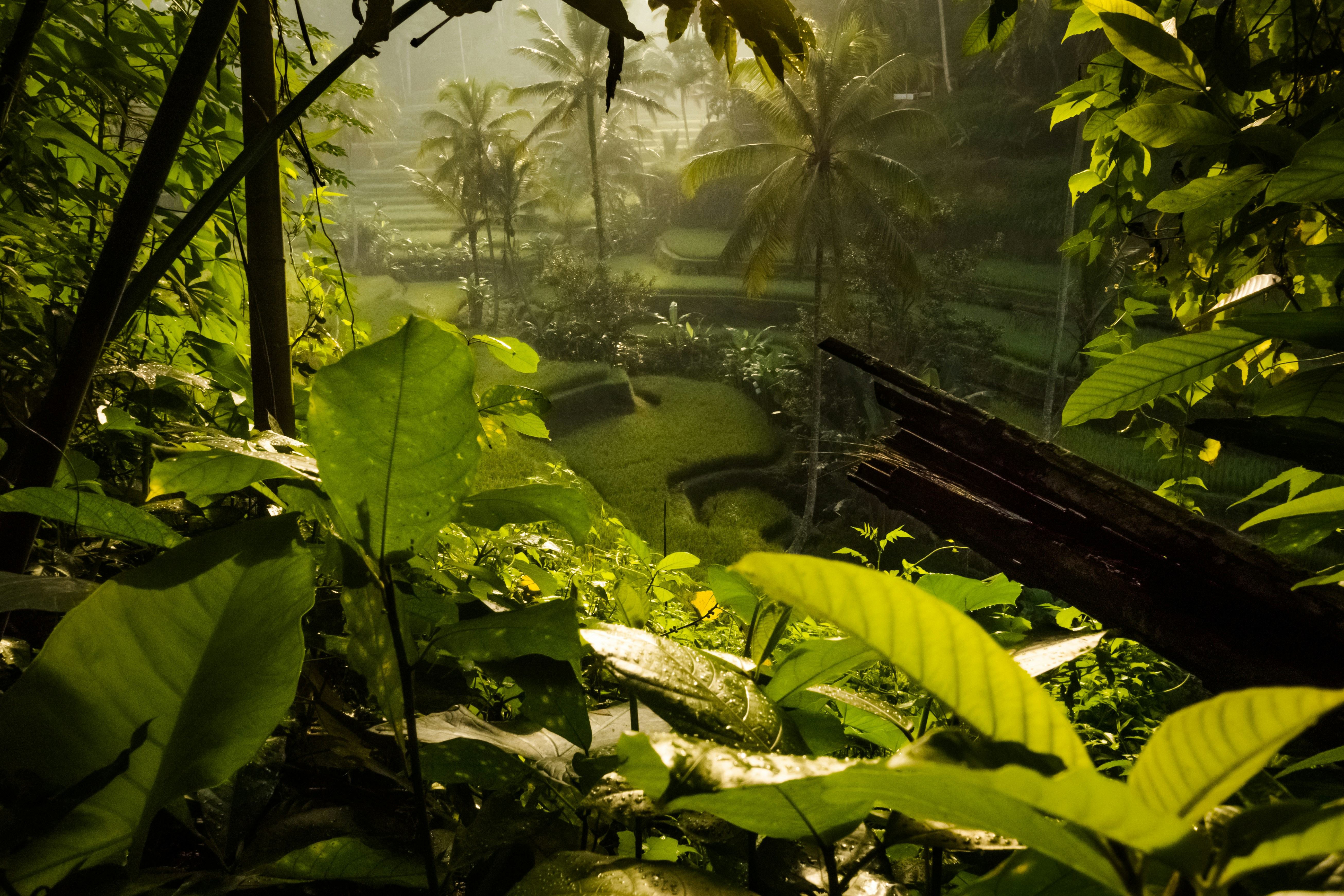 Office jungle: Summer plant update.