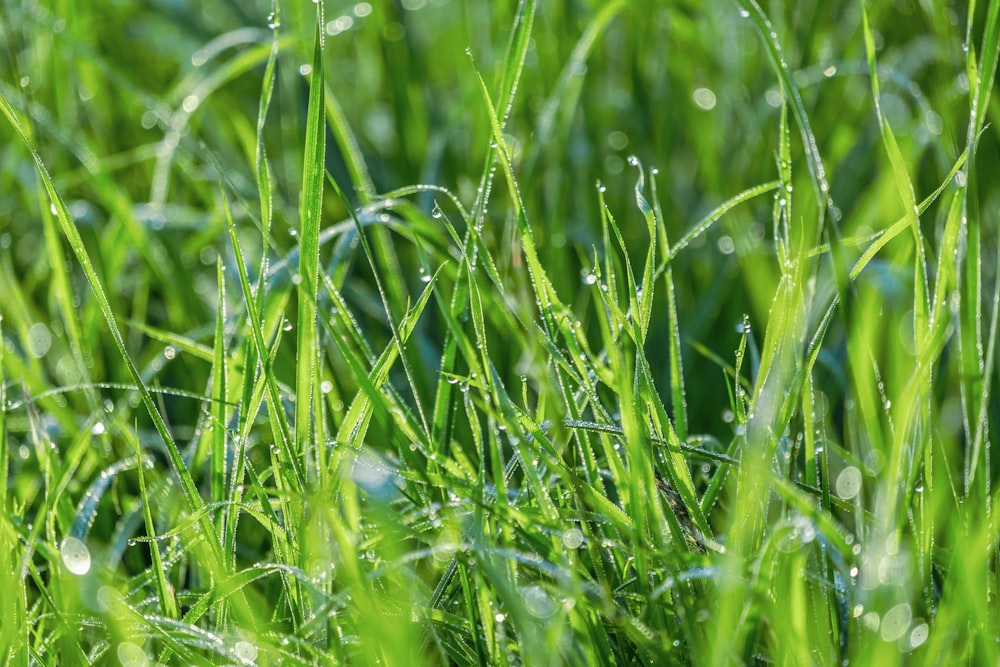 water droplets on green grass during daytime