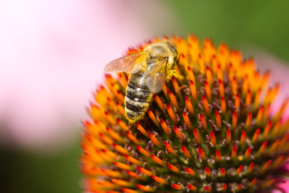 yellow and black bee on yellow and red flower