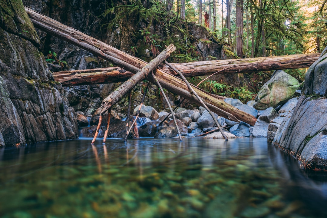 brown tree log on river