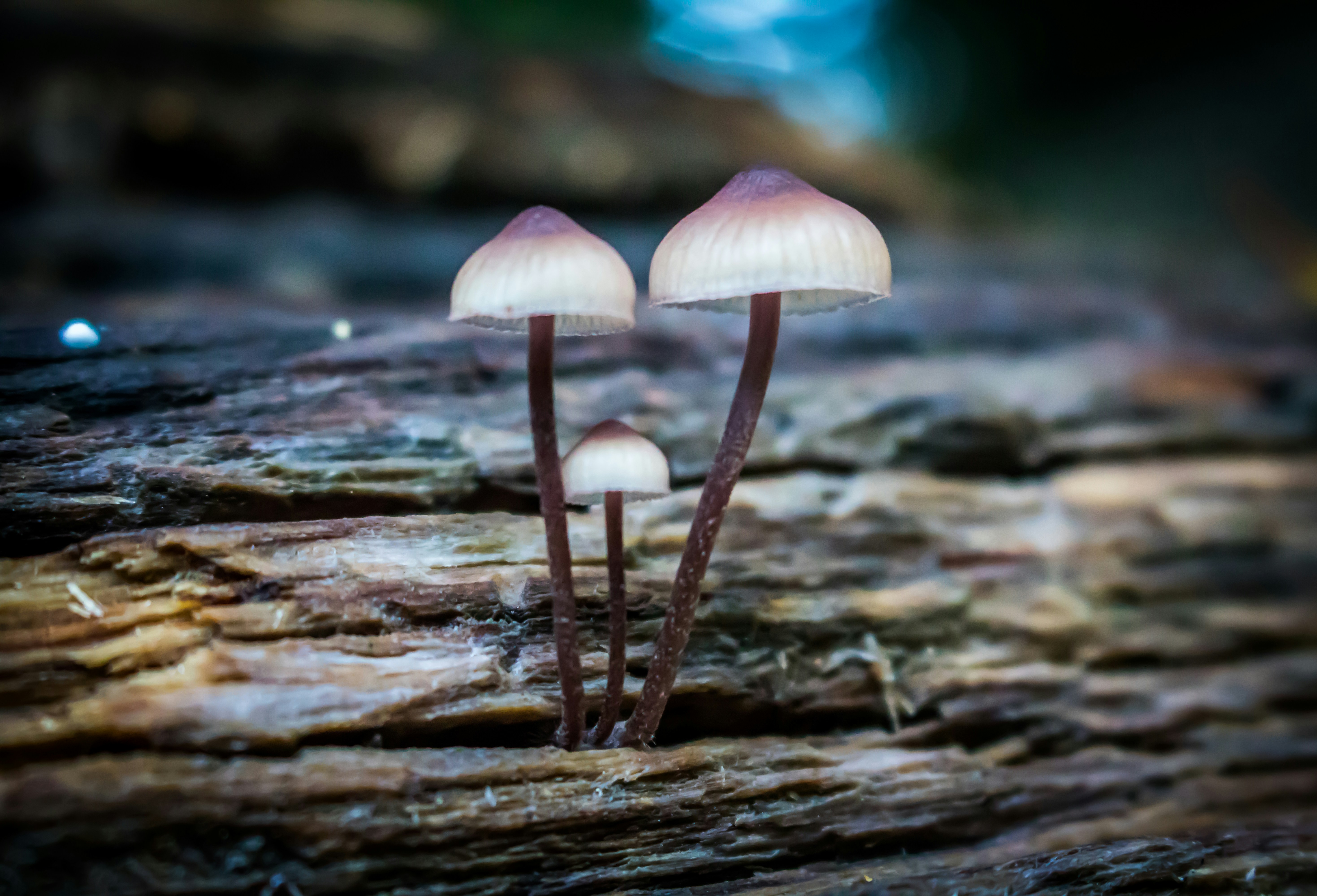 Photo by epiccanada
