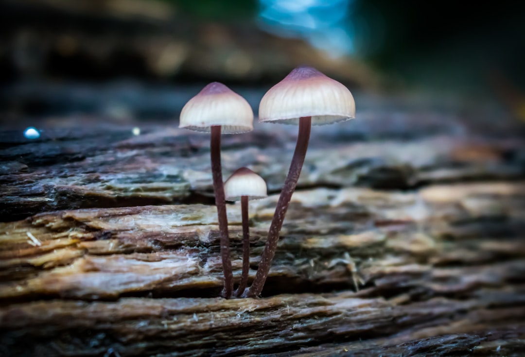 white and brown mushrooms on brown wood log