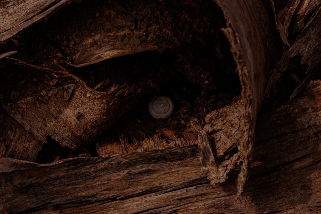 brown wooden log with hole