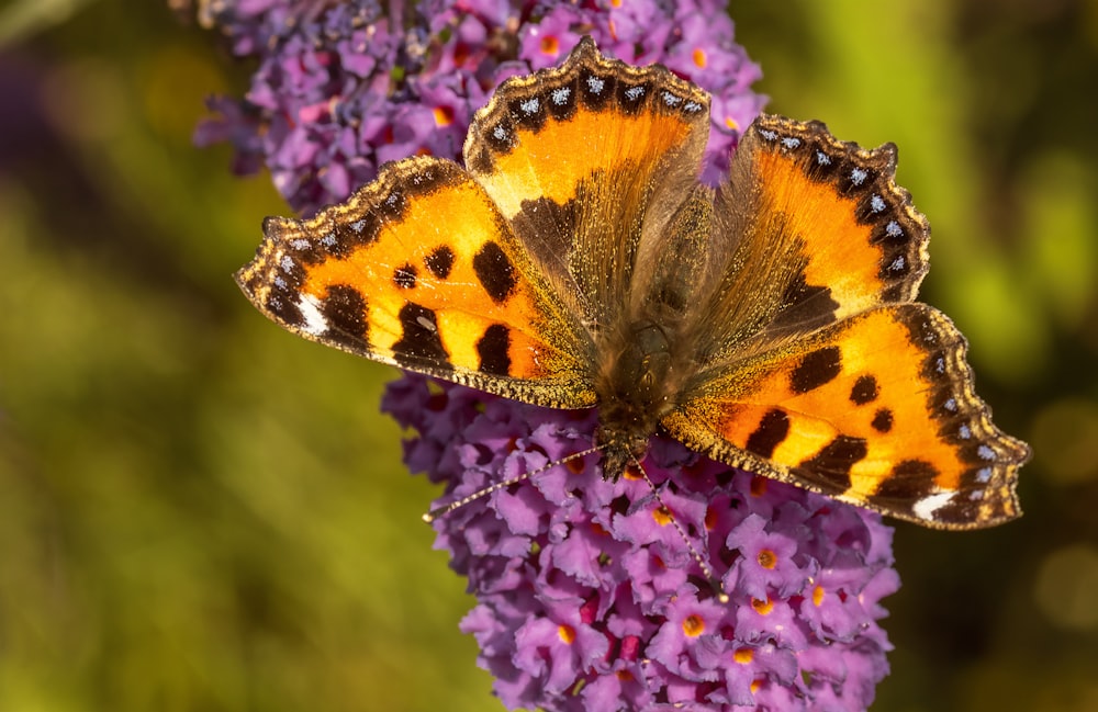 brown and black butterfly on purple flower