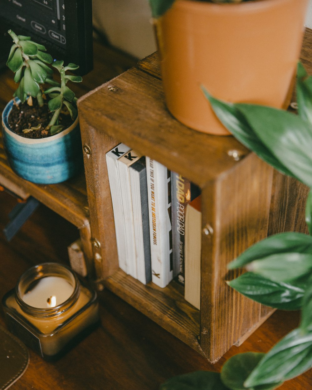 green plant on brown wooden shelf