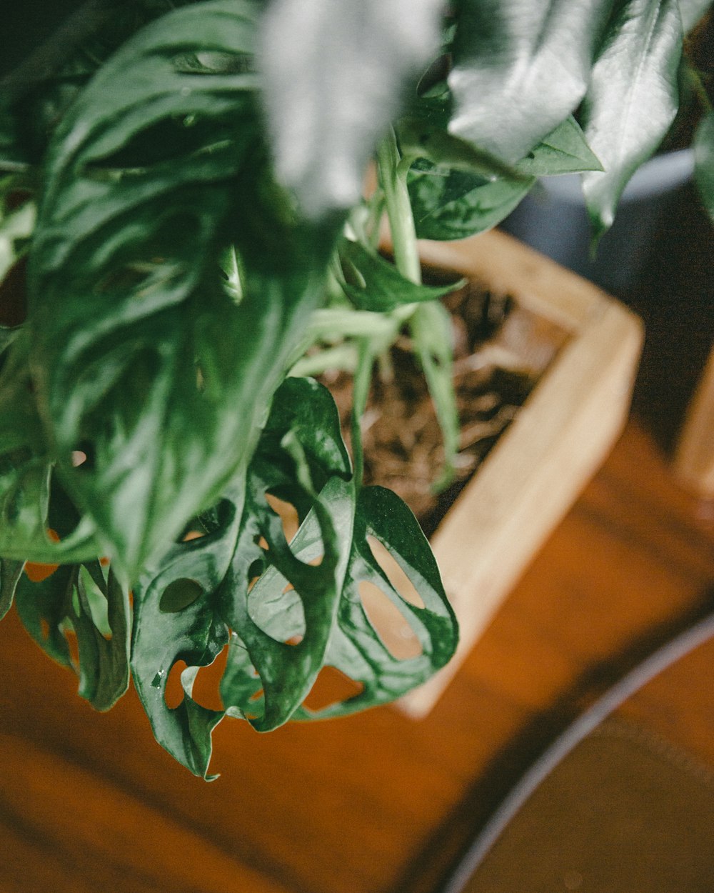 green plant on brown wooden table