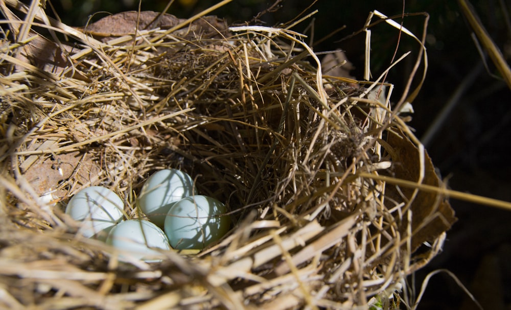 white and green egg on nest