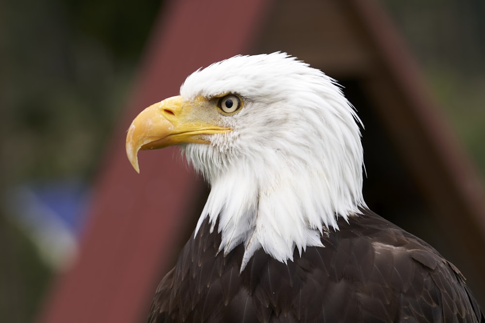 white and black eagle in close up photography