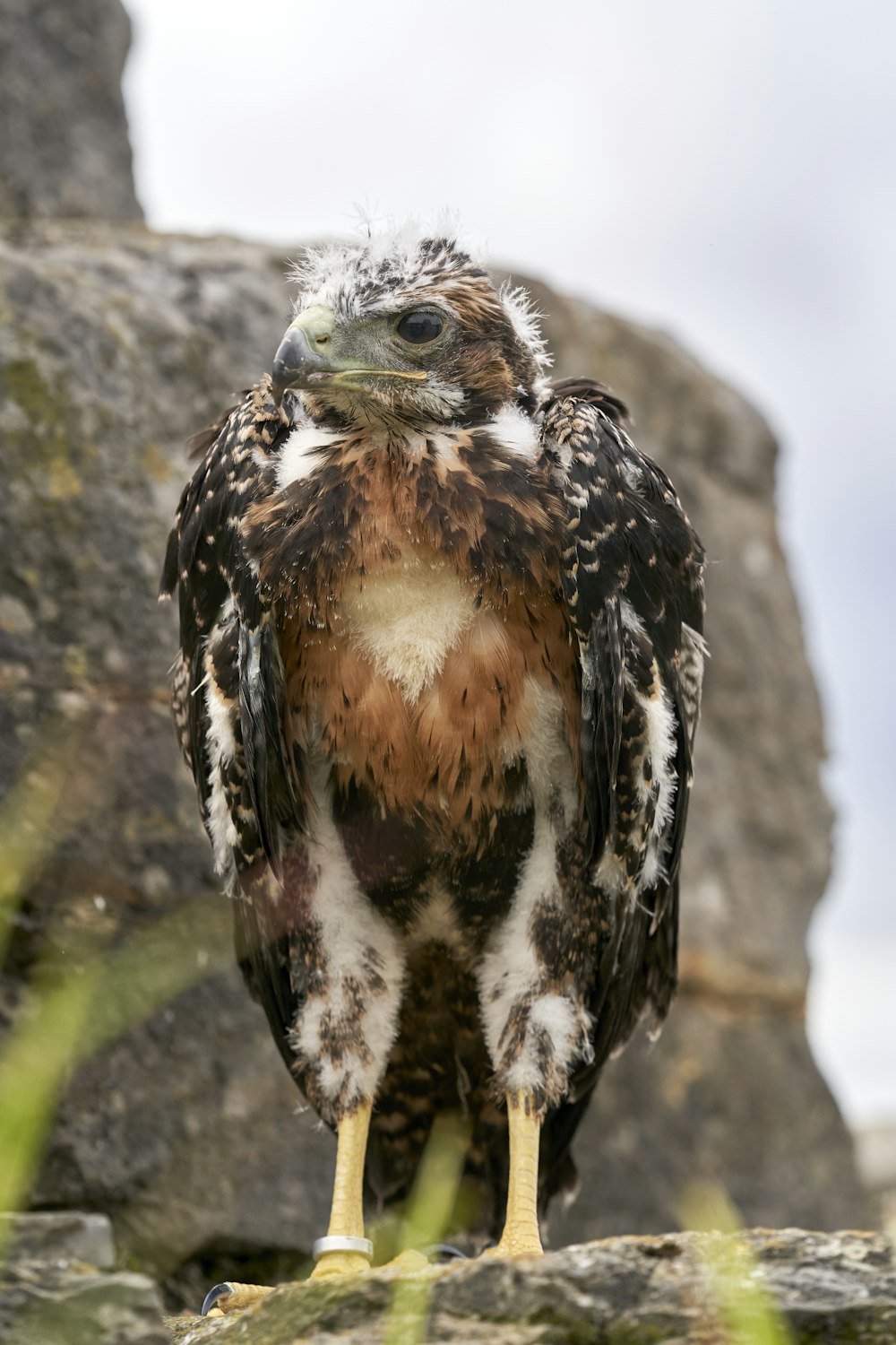 brown and white owl on gray rock