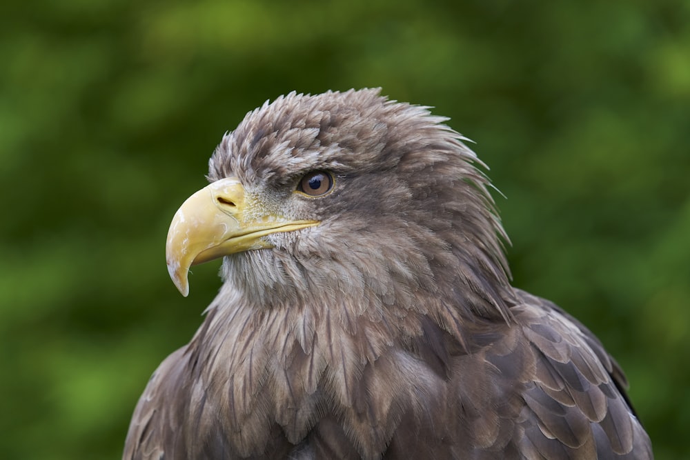 brown and white eagle in tilt shift lens