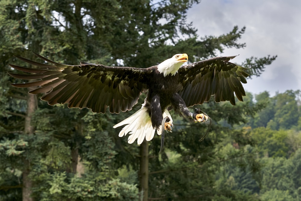 black and white eagle flying over green trees during daytime