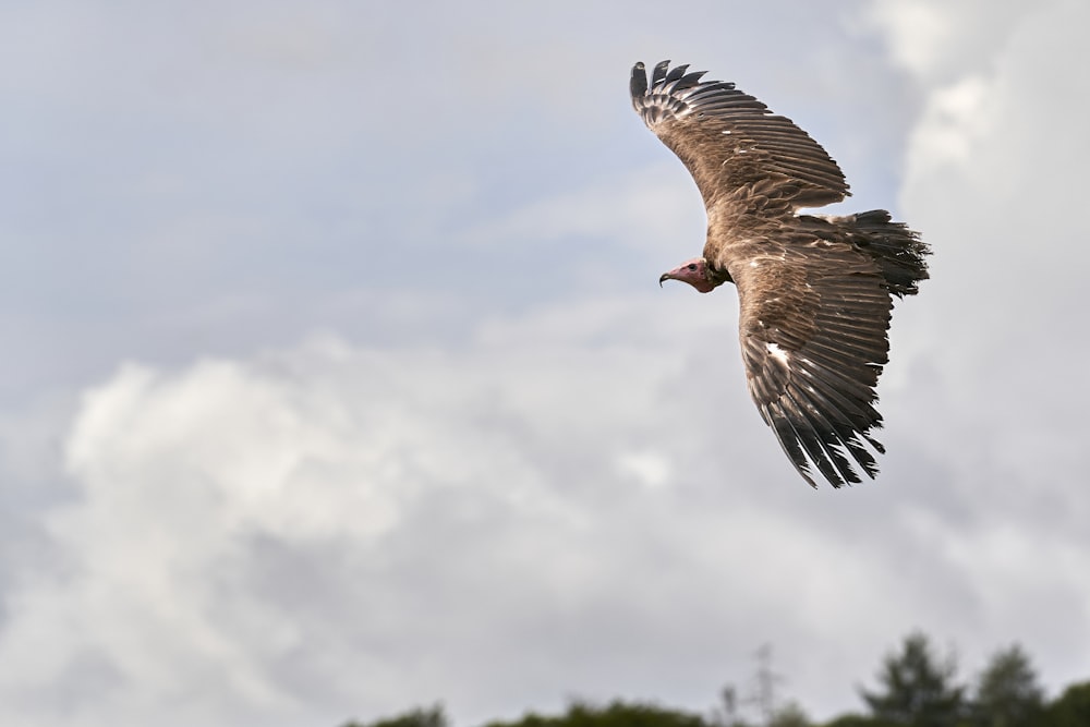 pájaro marrón y blanco que vuela bajo nubes blancas durante el día