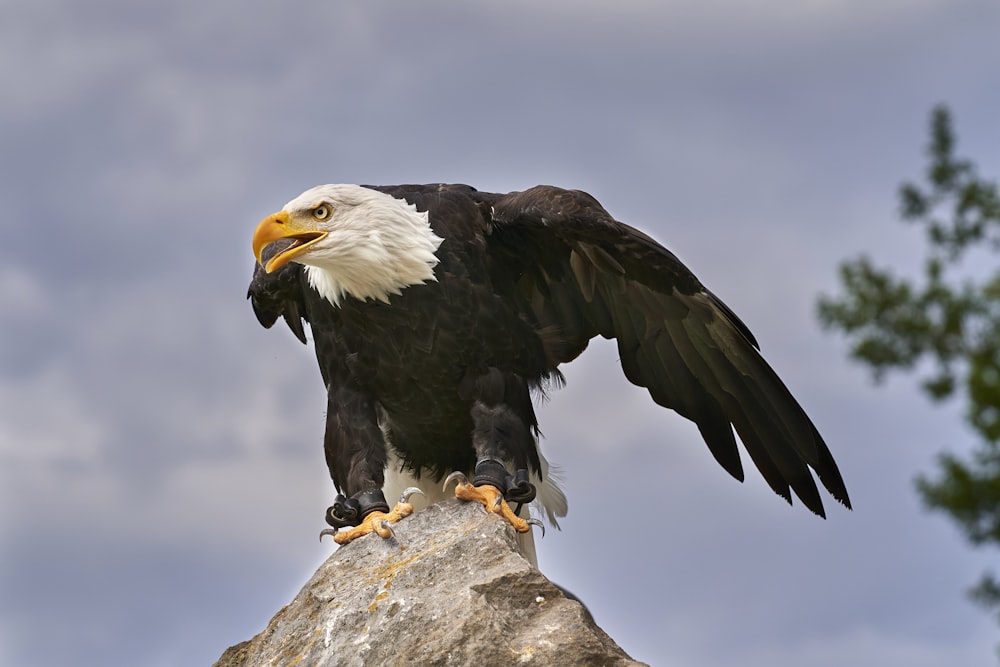 black and white eagle flying under white clouds during daytime