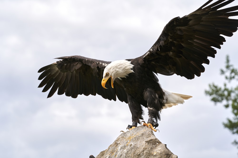 black and white eagle on gray rock during daytime