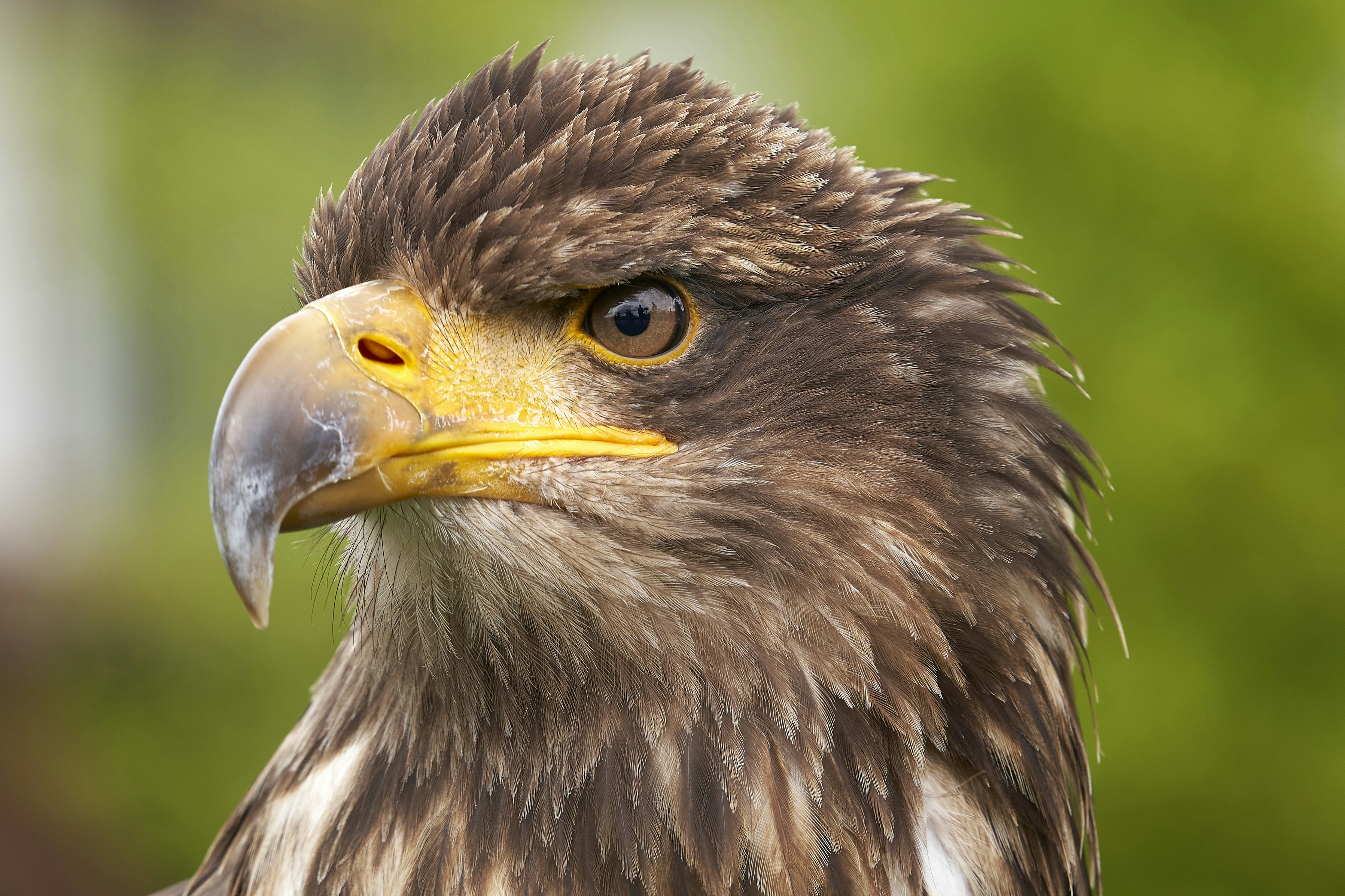 Brown and white eagle in close up photography photo Free Bird Image