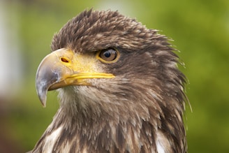 brown and white eagle in close up photography
