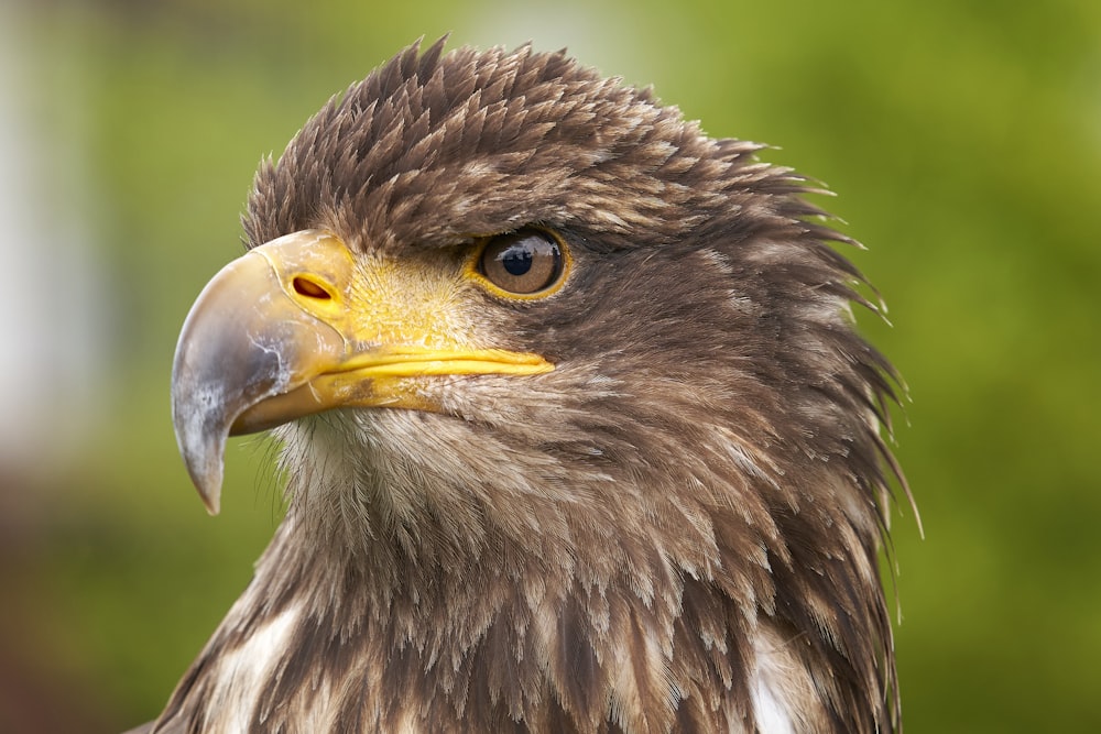 brown and white eagle in close up photography