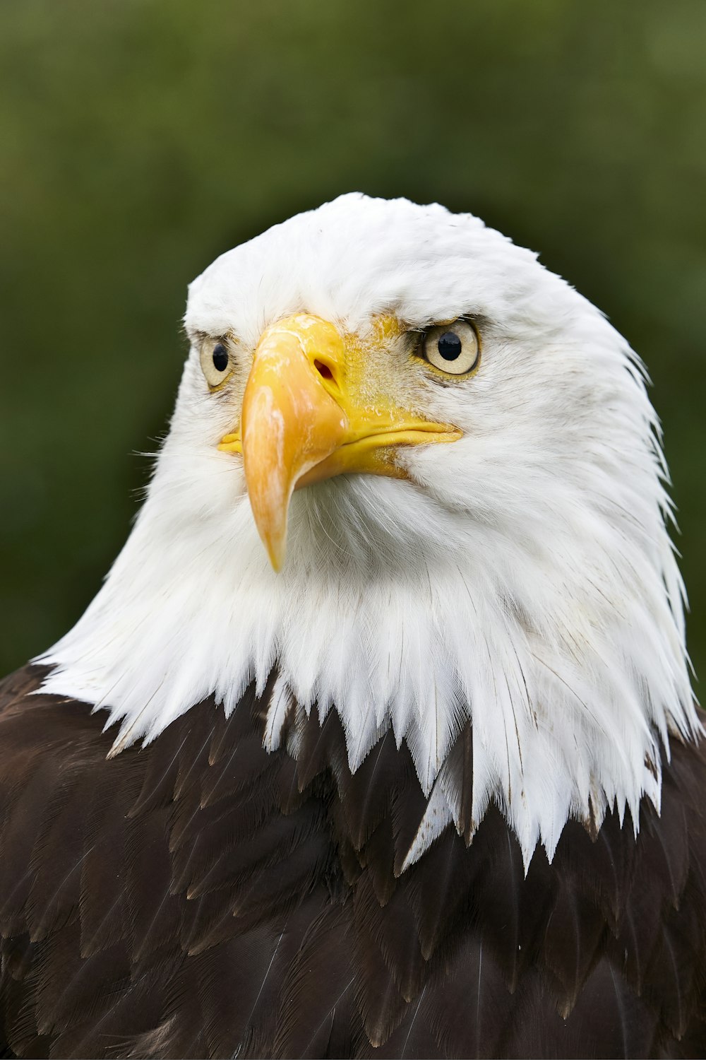Águila blanca y marrón en fotografía de primer plano