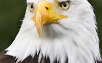 white and brown eagle in close up photography