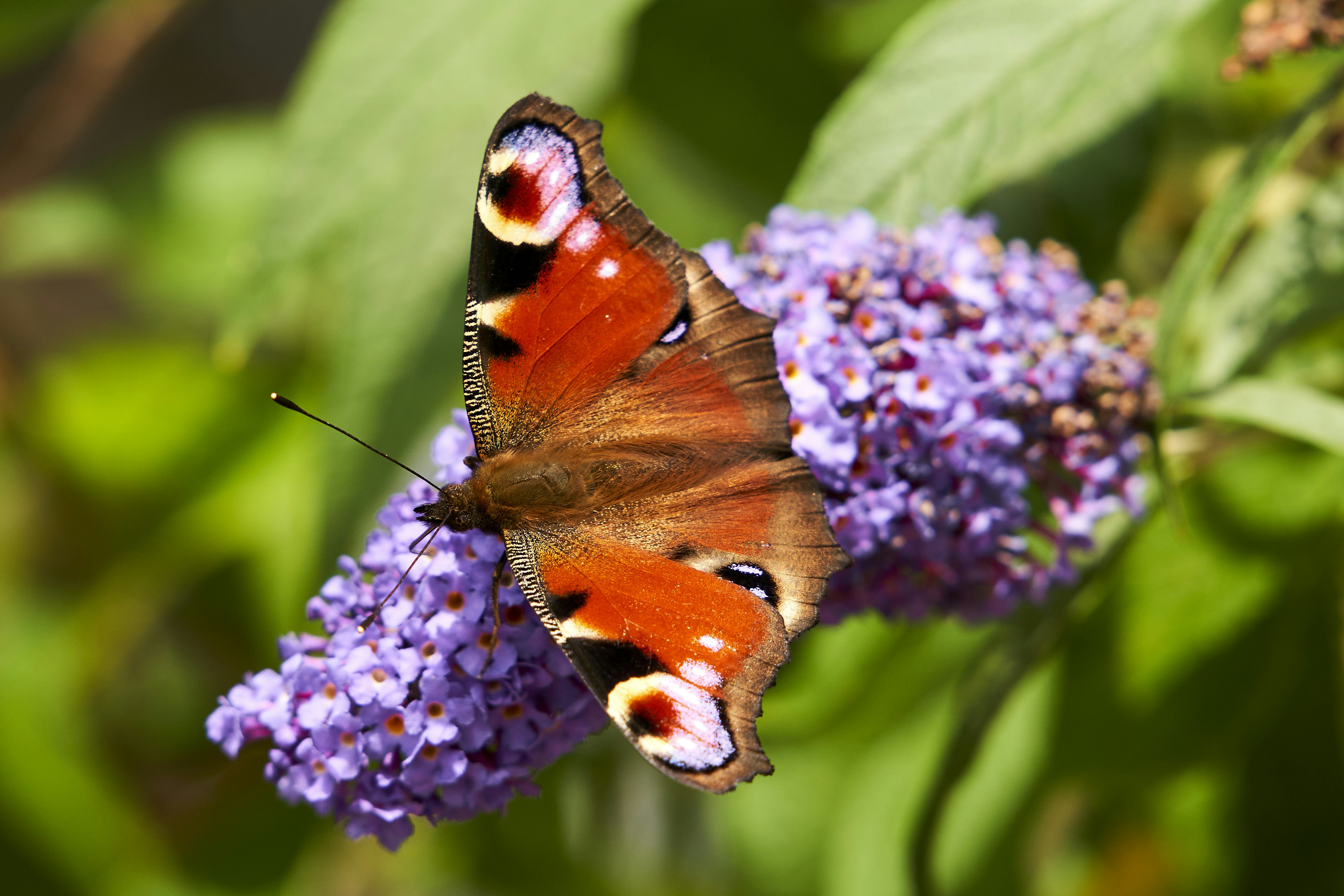 Photo by ingodoerrie