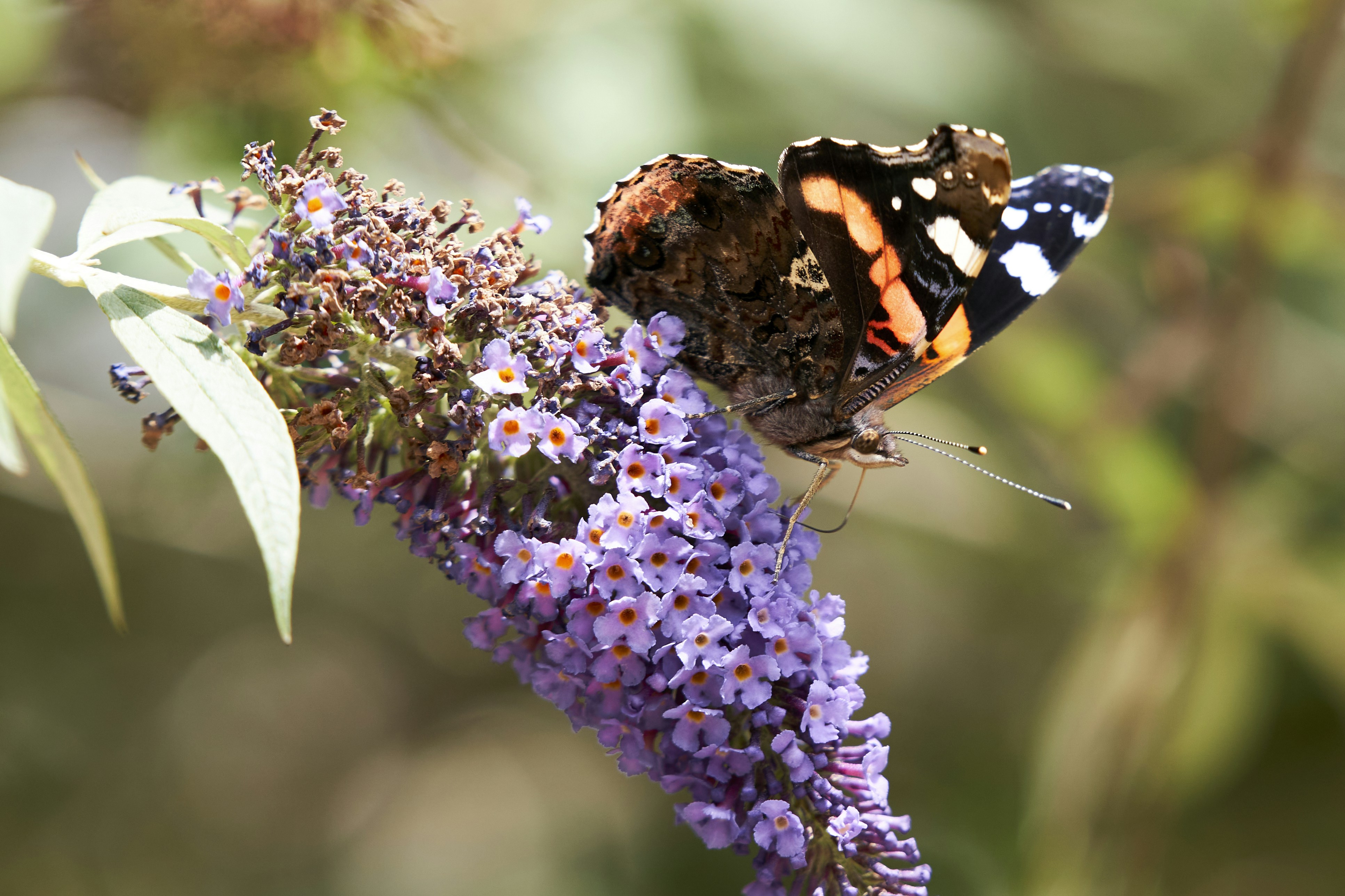 Photo by ingodoerrie