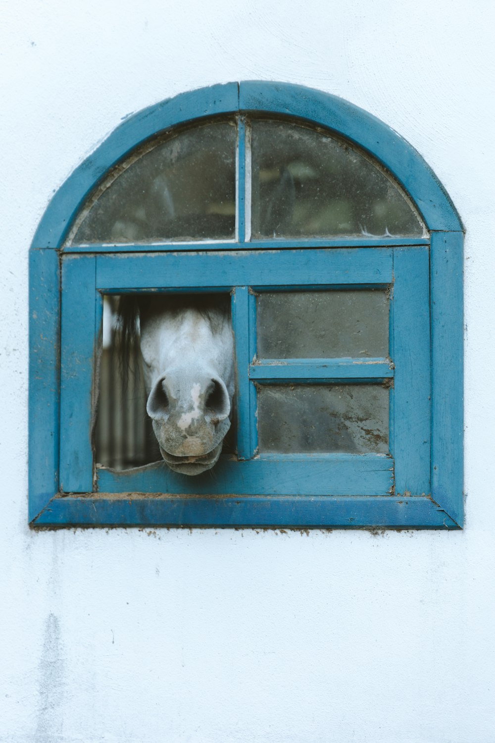 青い窓に白い短いコートの犬