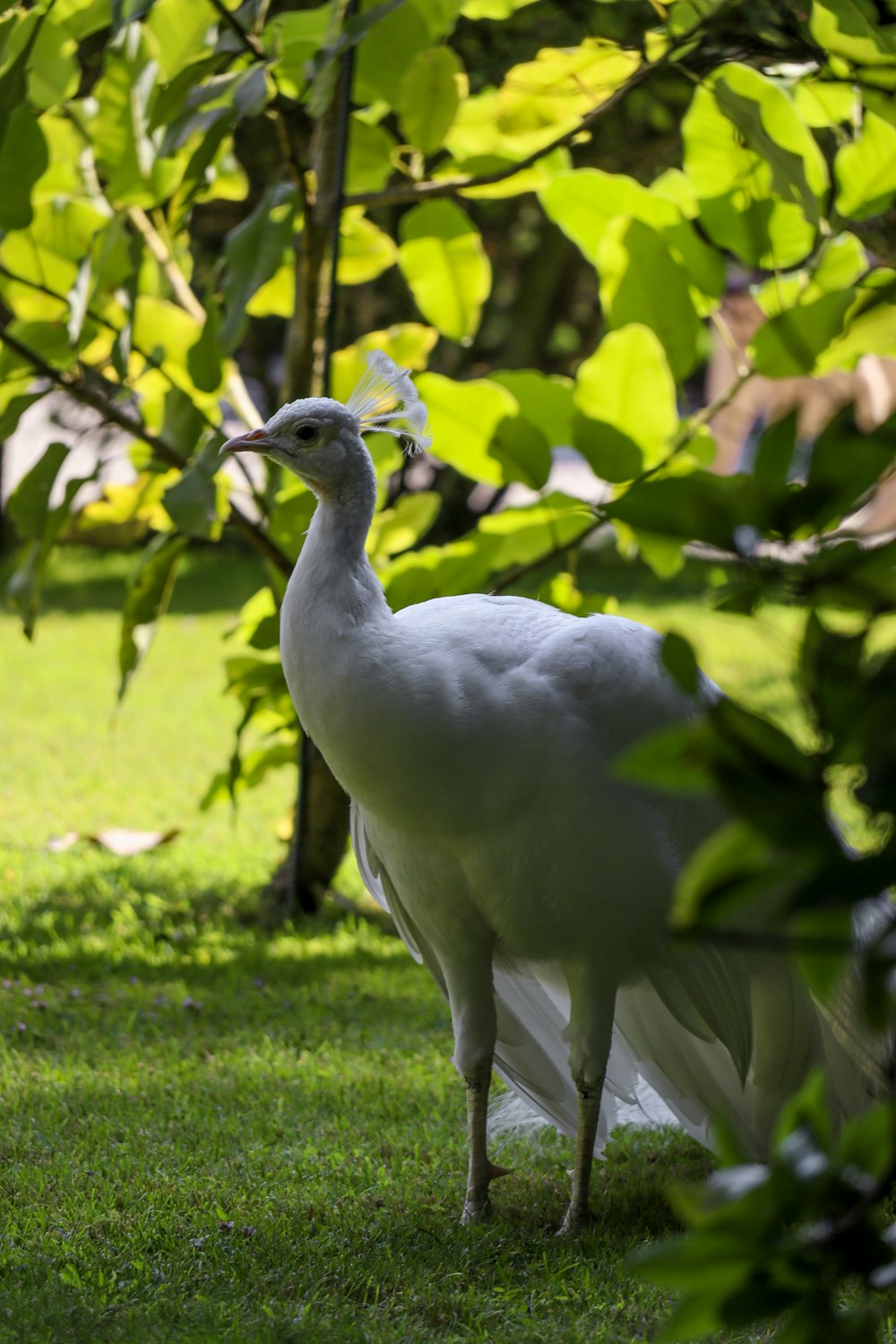 uccello bianco sull'erba verde durante il giorno