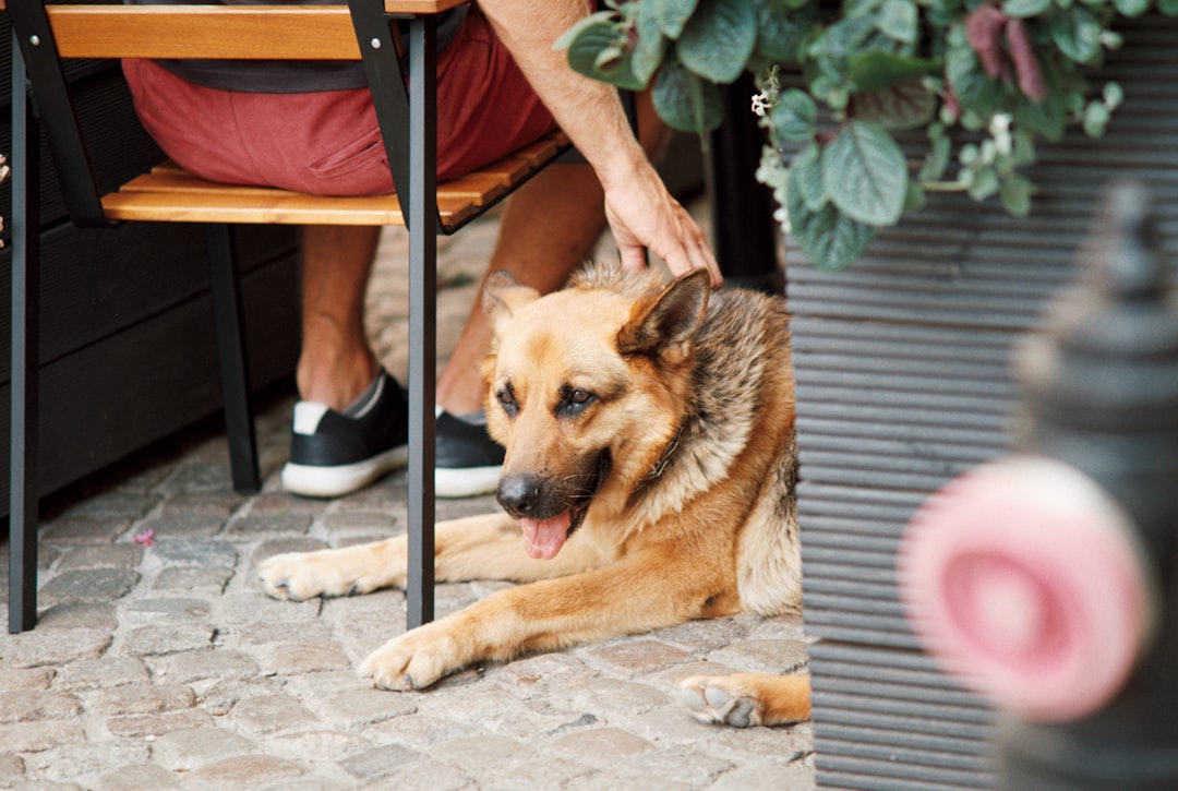 brown and black short coated dog