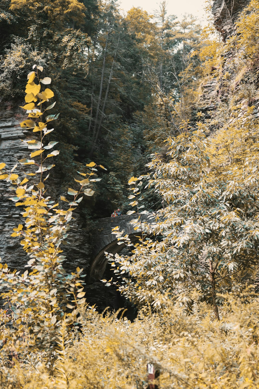 yellow and green trees during daytime