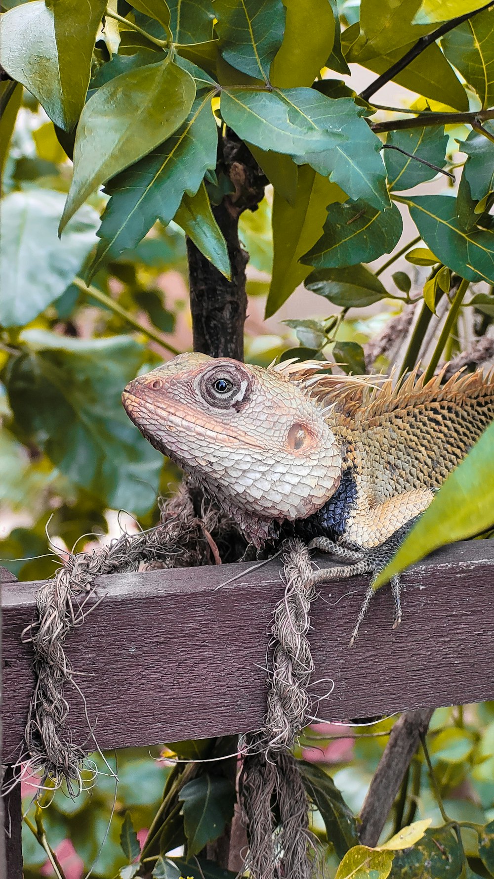 green and brown bearded dragon on brown wooden fence during daytime
