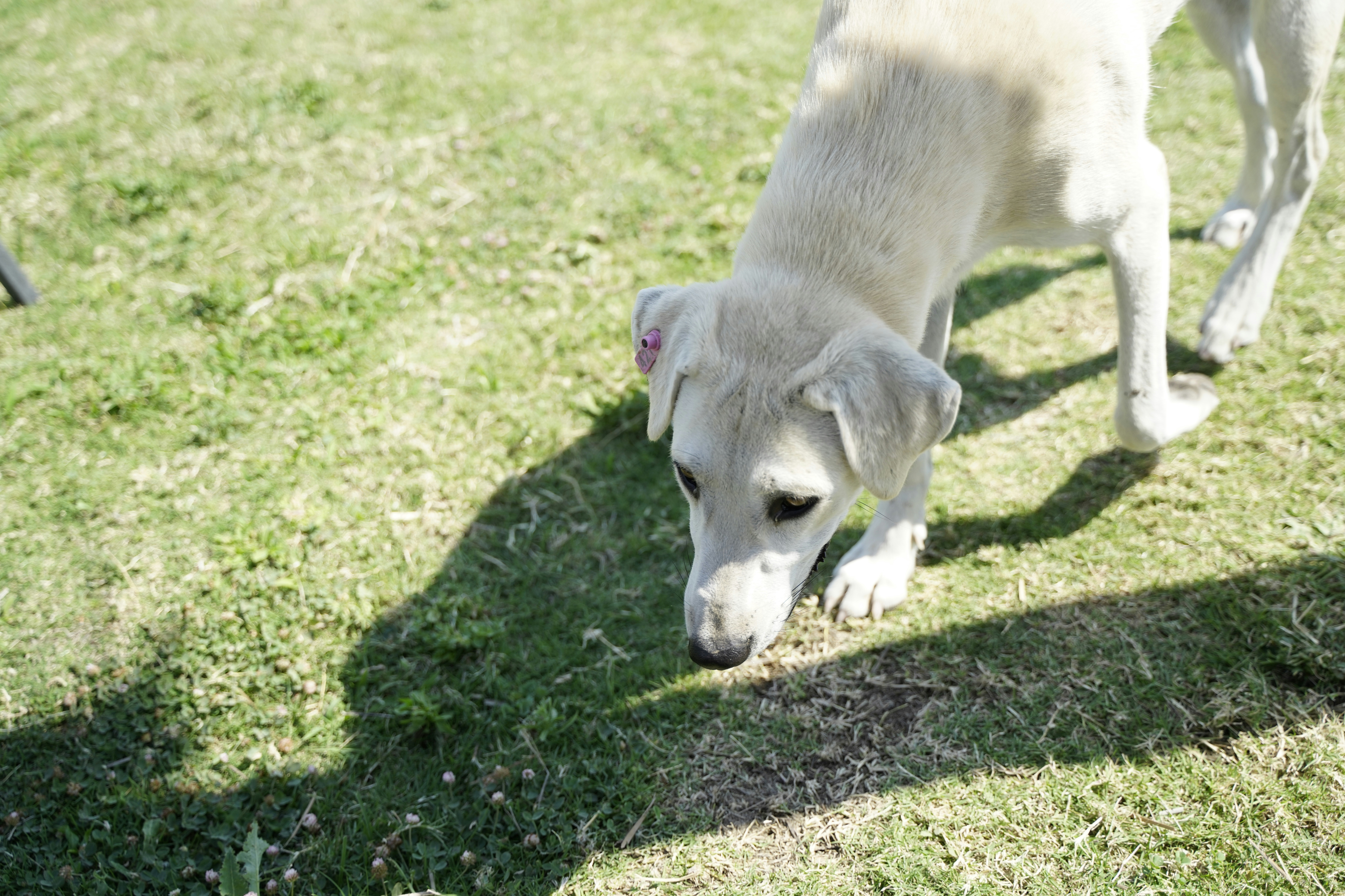 Perro blanco de pelo corto en campo de hierba verde durante el día