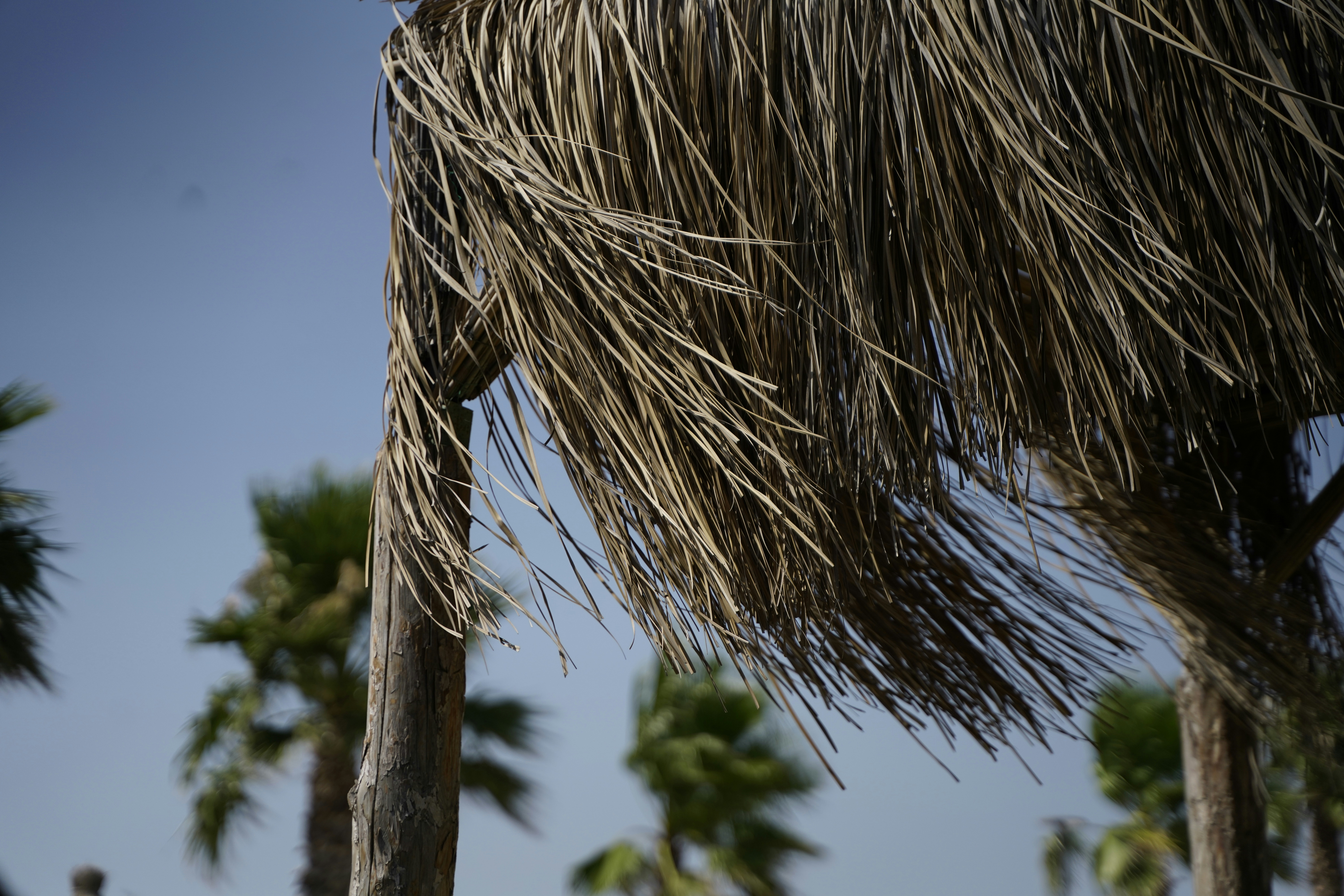 Hierba seca marrón en la rama de un árbol