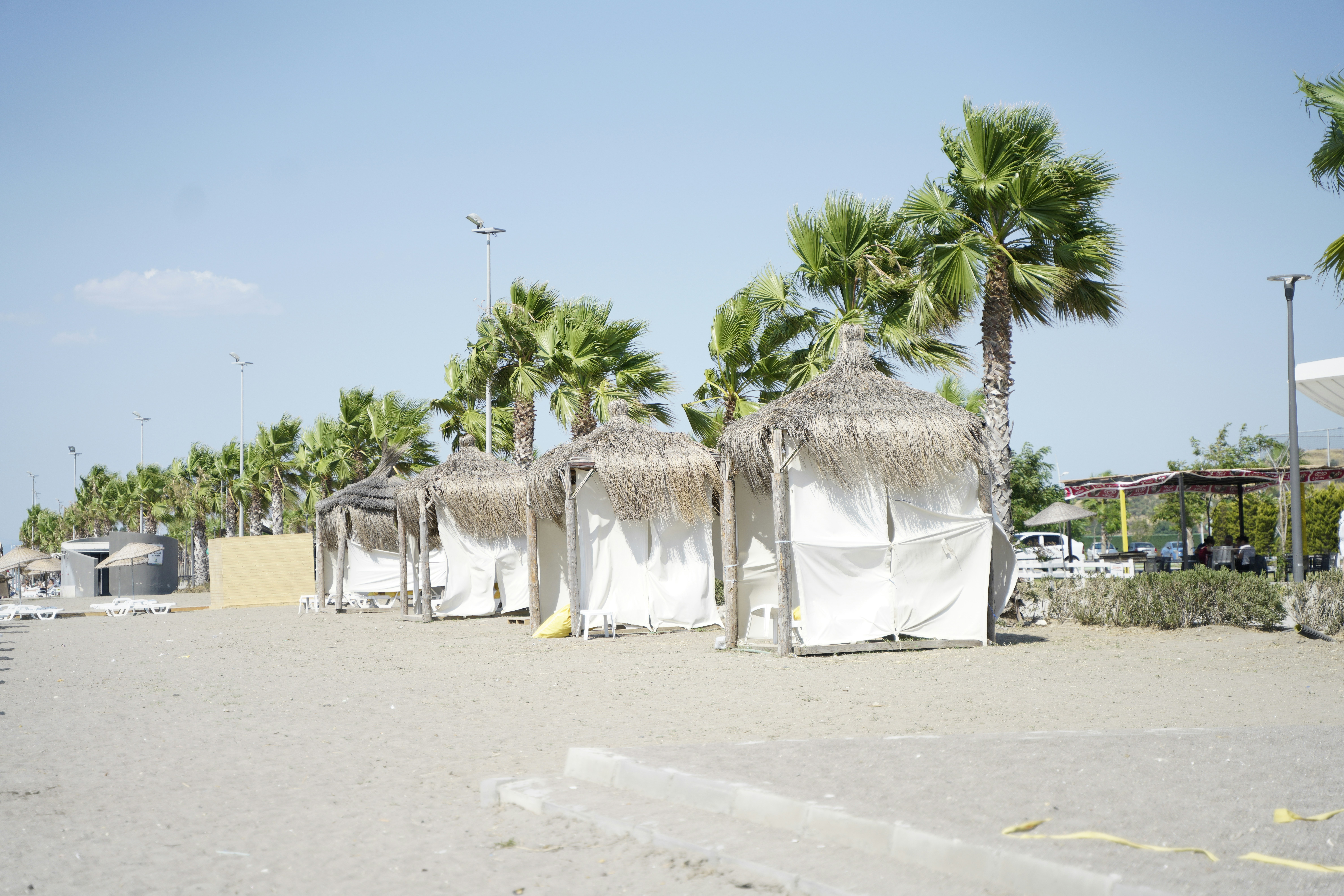 Palmera verde sobre arena blanca durante el día