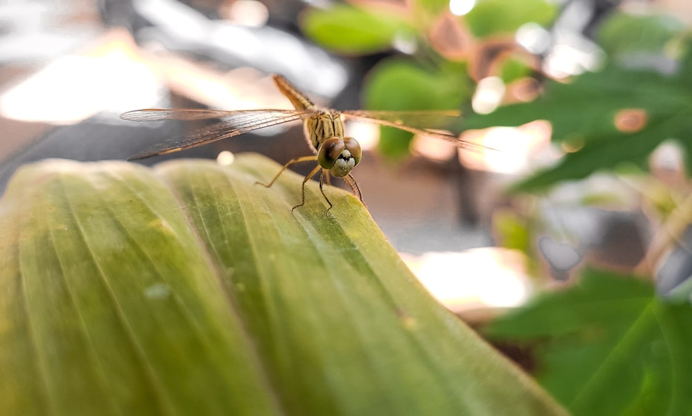brown and black dragonfly on green leaf during daytime