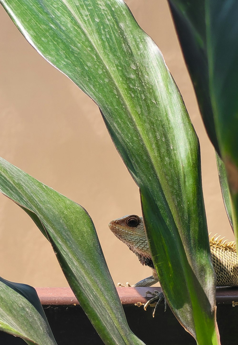 green snake on green plant