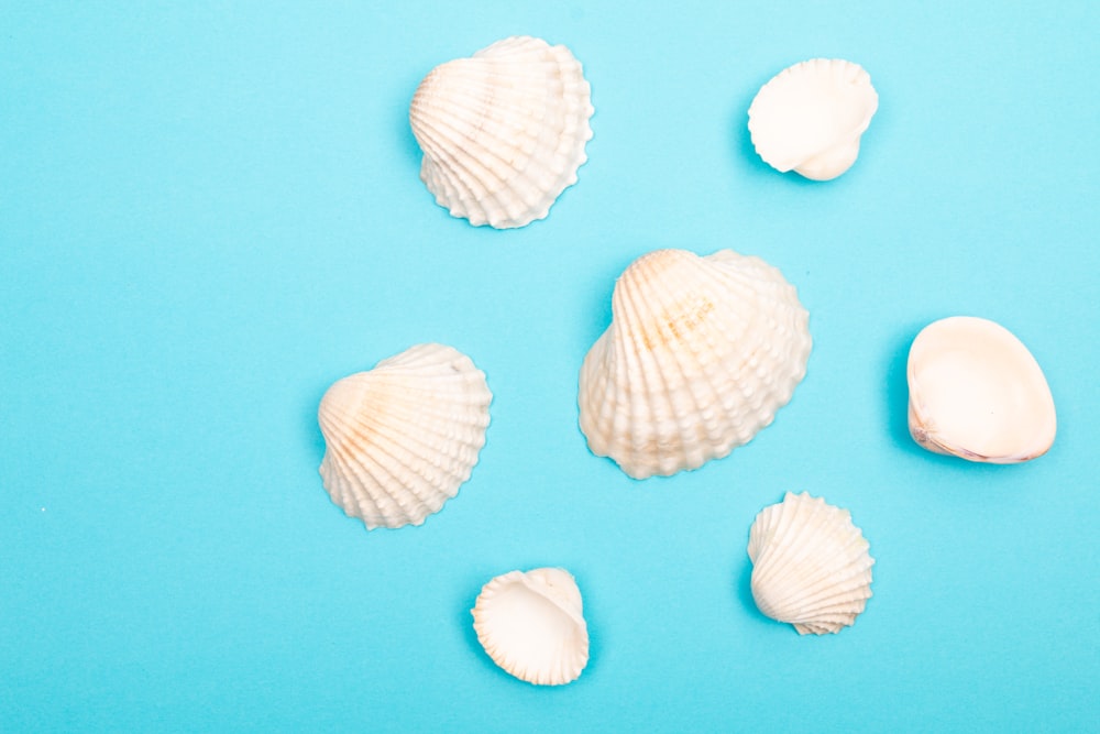 white and brown seashell on blue surface