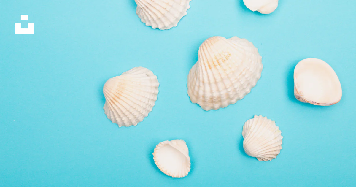 Coquillage Comestible Lambi - Photo gratuite sur Pixabay Coquillage Comestible Lambi - Photo gratuite sur Pixabay