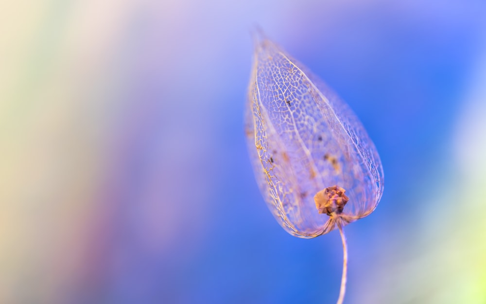 white and green leaf with water droplets