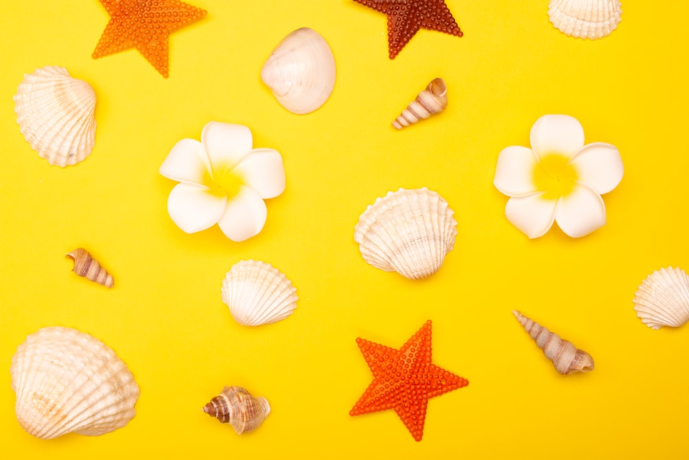 white and yellow seashells on yellow star print textile