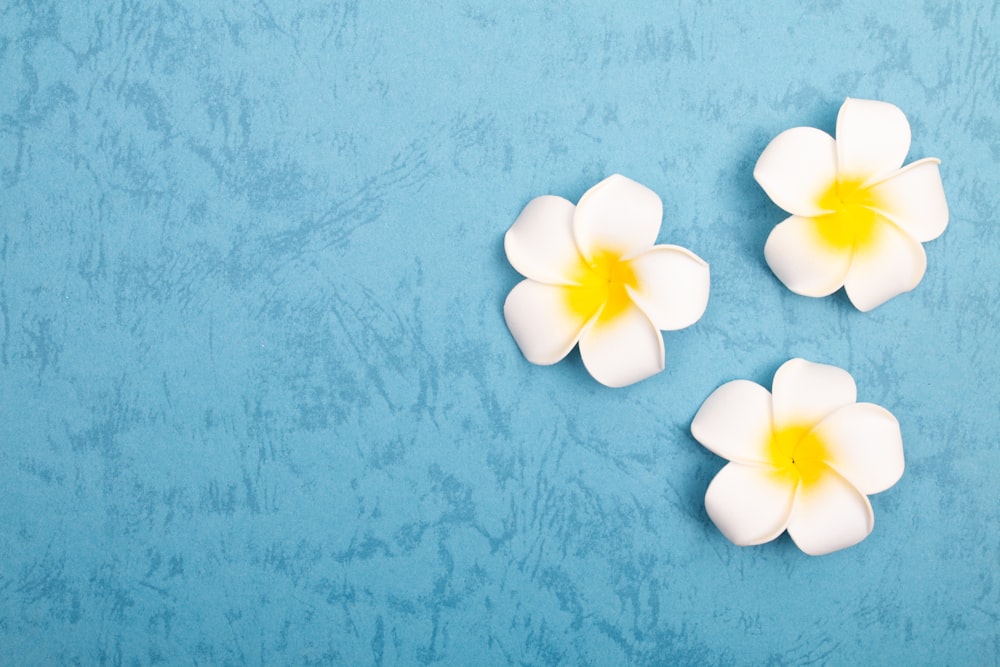 white 5 petaled flower on blue surface