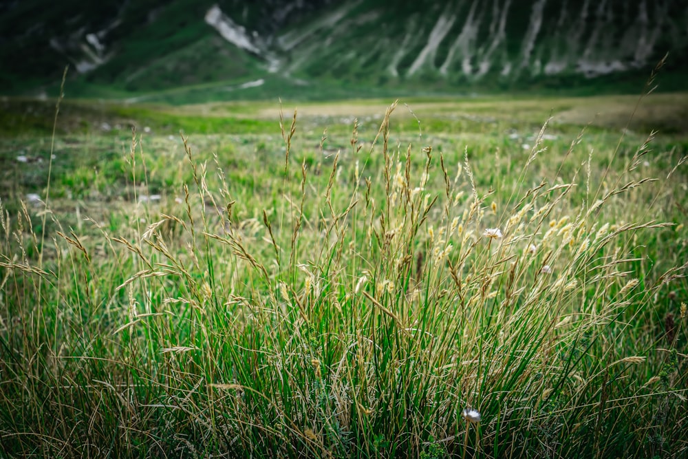 green grass field near mountain during daytime