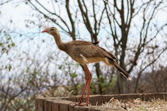 brown bird on brown wooden fence