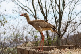 brown bird on brown wooden fence