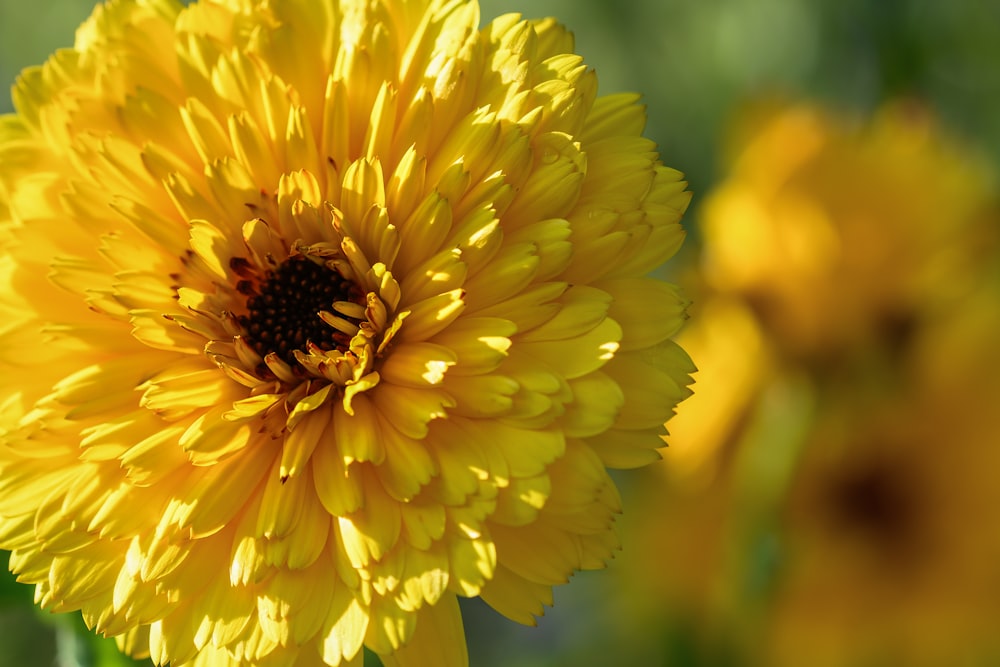 yellow flower in tilt shift lens