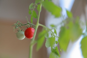 A close-up of a tomato plant with ripe fruit ready for harvest.