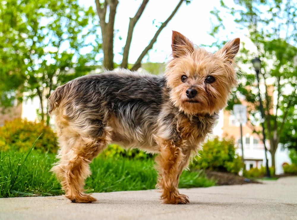 Brauner und schwarzer Yorkshire Terrier Welpe