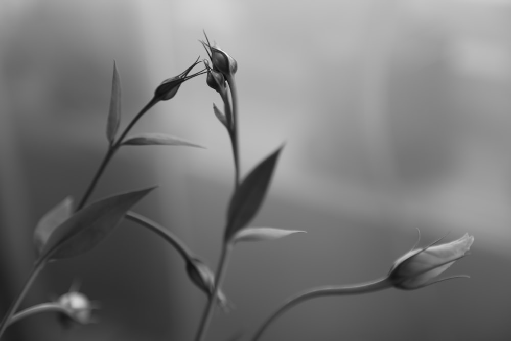 grayscale photo of flower bud