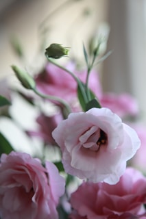 pink rose in close up photography